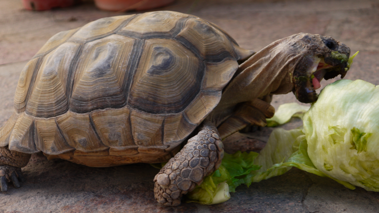 tortoise & lettuce