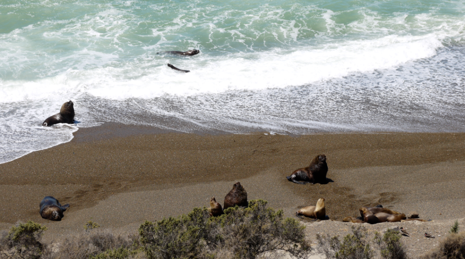 sea lions swimming peninsula valdes